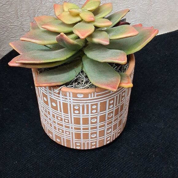Decorative Succulent Planters with Colorful Leaves - Picture 3 of 9